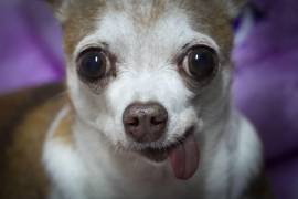 Proteger a tus mascotas durante una inundación requiere prevención, organización y empatía.