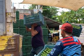 APATZINGÁN, Mich., Violence/Violencia/Michoacán.- A un mes del despliegue de fuerzas estatales y federales en el Valle de Apatzingán, los productores y empacadores de limón todavía pagan extorsión a los grupos del crimen organizado. Lunes 9 de octubre de 2023.