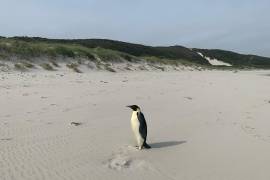 Del hielo a la arena: el pingüino que viajó hasta Australia.