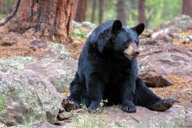 La propuesta contempla integrar áreas naturales protegidas para mejorar la conectividad ecológica.