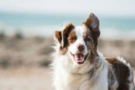 El objetivo de la campaña es encontrar hogares para animales rescatados y promover la adopción responsable.