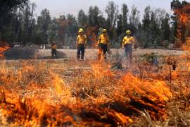 62 mil hectáreas boscosas han sido dañadas por los 407 incendios forestales de los últimos 6 años.
