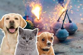 Una de las costumbres más arraigadas es la quema de fuegos artificiales, y más allá del espectáculo que puede ser, existen seres vivos que no disfrutan del todo la experiencia.