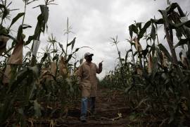 La USTR argumentó que “ciertas disposiciones de dicho decreto afectan las importaciones de maíz de Estados Unidos a México”