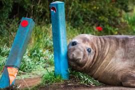 Neil la foca, una foca elefante de 1000 kg (2,200 libras), se acerca con el hocico a los bolardos que ha dañado en Tasmania, Australia, el 27 de junio de 2026.