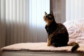 El gato Poke en un sillón en Waipahu, Hawai.