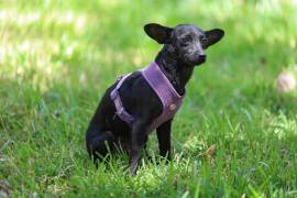 Las Jornadas de Atención para Seres Sintientes ofrecerán durante septiembre servicios de esterilización, vacunación y desparasitación en distintos sectores de Saltillo.