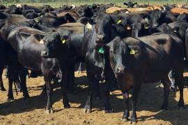 Valor de exportaciones mexicanas de carne de res aumentó un 65%, más del doble que el crecimiento del volumen enviado, del 31.8%.