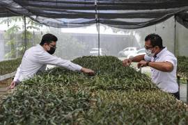 El director de Gestión tecnológica del CICY, Francisco Javier García (i), y el director de la Biofábrica y Unidad de productos de semilla del CICY, Itzamná Quezalcoátl Salas (d), revisan un semillero de henequén.