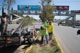 Brigadas municipales realizaron labores de reforestación con Encino Siempre Verde sobre el bulevar Antonio Cárdenas.