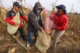 La abundancia de maíz, trigo y soya en el mercado internacional está reconfigurando los precios y deja a México con margen reducido, pese a pagar más por tonelada que Estados Unidos.