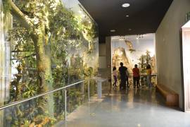 El Museo de las Aves de México ofrecerá acceso gratuito a quienes acrediten haber participado en la jornada electoral del 7 de junio.