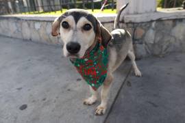 La Dirección de Medio Ambiente pidió revisar constantemente el estado de las patas de los animales y acudir al veterinario ante cualquier lesión.