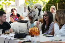 Seis alpacas deambulan entre las mesas del Alpaca Cafe e interactúan con los clientes en el pueblo de Stajicevo, a 50 kilómetros al norte de Belgrado, Serbia, el miércoles 30 de septiembre de 2026.