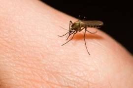La OMS teme que puedan morir este año 769 mil personas en África por malaria