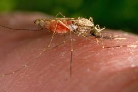 En la imagen, una hembra del mosquito Anopheles gambiae mientras se alimenta. Este insecto es un conocido transmisor del parásito causante de la malaria.