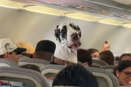 El video ha generado millones de reacciones con comentarios encontrados sobre el hecho.