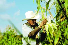 Según la Agencia Nacional de Aduanas de México en 2025 México importó tres millones 798,000 toneladas.