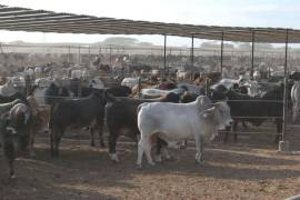 Pese a pandemia, creció seis por ciento exportación de ganado bovino a EU