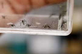 Fotografía del 23 de septiembre de 2014 que muestra varios mosquitos Aedes Aegypti en el laboratorio del departamento de Entomología del CDC, en San Juan (Puerto Rico).