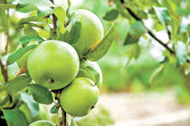 Desmienten robo de manzanas en Arteaga