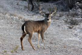 Los reportes están relacionados con casos de caza furtiva en propiedades privadas.