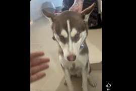 El perro Husky permanece bajo resguardo del personal de la veterinaria, luego de que su dueño no regresara por él tras un servicio de baño.