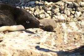 WWF pide crear área protegida en la Antártida tras muerte masiva de pingüinos