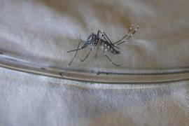 Imagen del mosquito Aedes aegypti, transmisor del virus del chikunguña.