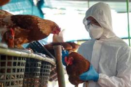 Gripe aviar se está adaptando a mamíferos, advierte la OMS