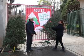 Los centros permanecen habilitados en espacios abiertos y continúan recolectando pinos de manera periódica.