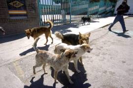 Muchos cachorros nacen en la calle, pero tienen pocas posibilidades de vivir, pues muchos quedan lesionados por algún atropellamiento y sufren constante maltrato.