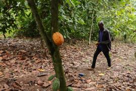 Manu Yaw Fofie, productor de cacao, camina por su granja en Kona, Ghana, el viernes 6 de marzo de 2026.