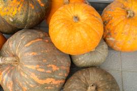 Entre sus principales características encontramos que tiene una corteza muy gruesa y dura.