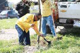 Las labores de reforestación incluyen la plantación de encinos siempre verdes en las laterales del bulevar Fundadores.