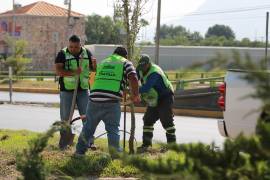 Se reforestaron con árboles de la especie arce las áreas verdes del distribuidor vial Venustiano Carranza.