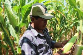 Prácticamente, la mitad de los trabajadores del campo, 53.5%, registraba una edad mayor a 50 años