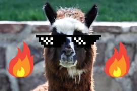 La alpaca se ha ganado los corazones de la ciudadanía tras sus “fugas”.