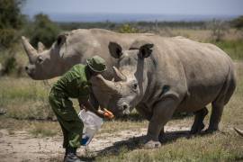 ¡Asombroso!, crean embrión de especie de rinoceronte casi extinta