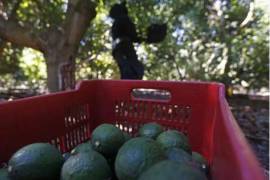 El apetito de los estadounidenses por los aguacates ha hecho que la industria sea extremadamente lucrativa