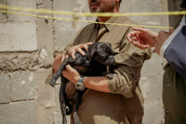 Una cachorra de aproximadamente siete meses y una perrita adulta fueron puestas a salvo durante el operativo.