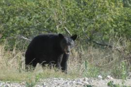 La recomendación de Profauna es no darles de comer a los osos juveniles que bajen a las colonias, sino reportarlos.