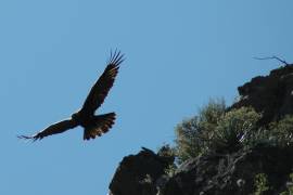 Sequía atenta contra el águila real en la región