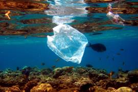 Se sabe que el 5% del plástico que se produce anualmente acaba en los océanos.