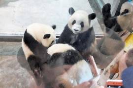 China confirma su éxito en la reproducción de pandas