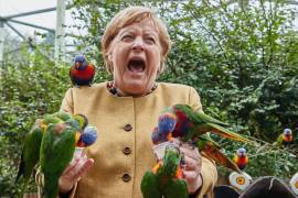 La canciller alemana Angela Merkel reacciona mientras un loro la picotea en el Aviario de Marlow, Alemania. AP/Georg Wendt/dpa