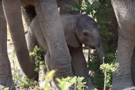 ¿Ha visto a un elefante dar sus primeros pasos?