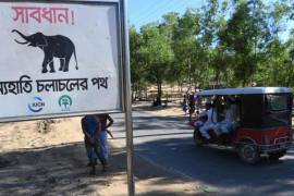 Elefantes atacan campo de refugiados en Bangladesh