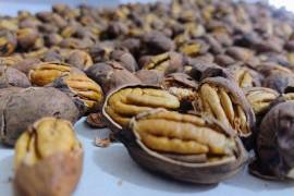 Nogaleros de las regiones Sureste, Norte y La Laguna señalan afectaciones en este sector.