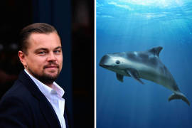 Leonardo DiCaprio arremete contra la 4T por no proteger a la vaquita marina
